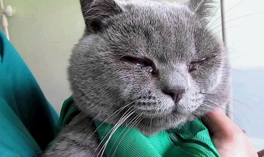 Фолликулярный конъюнктивит у кошек