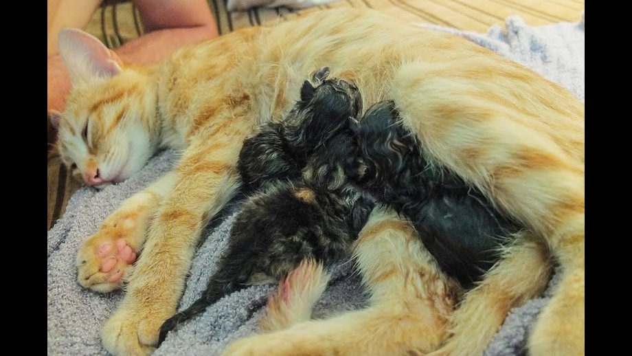 Кошка и молоко