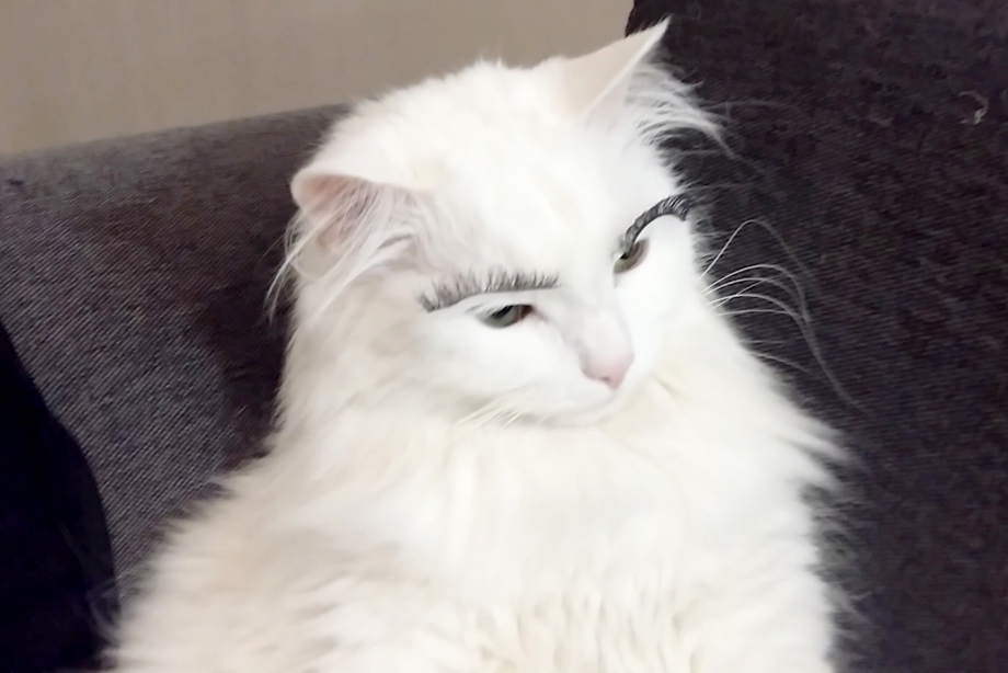 Турецкая Ванская кошка