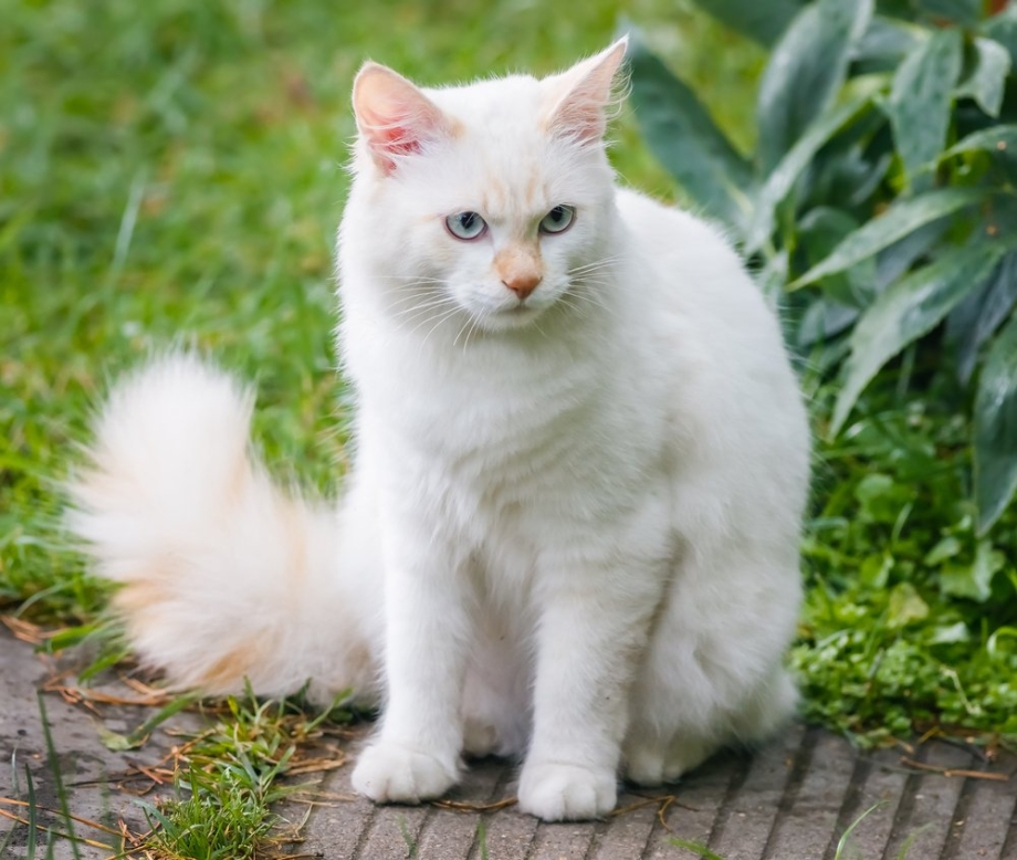 Ванские коты армянские