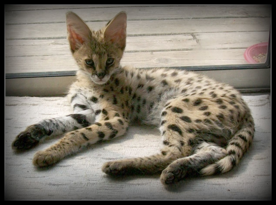 Абиссинская Саванна кошка
