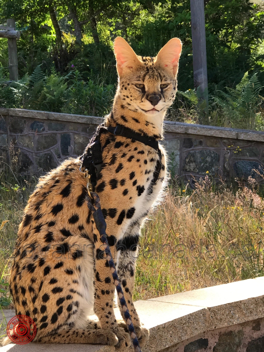 Корниш рекс кошка