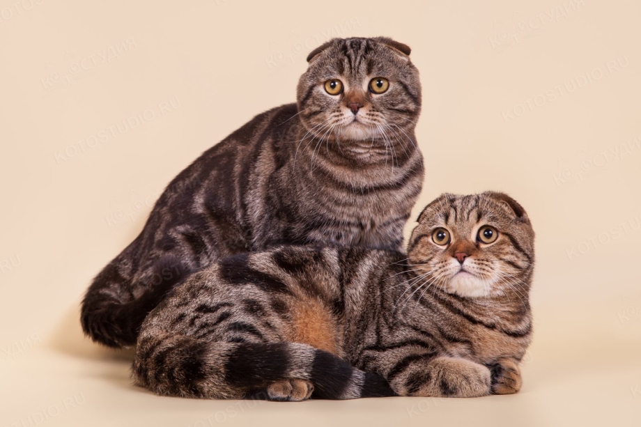 Шотландская вислоухая кошка табби