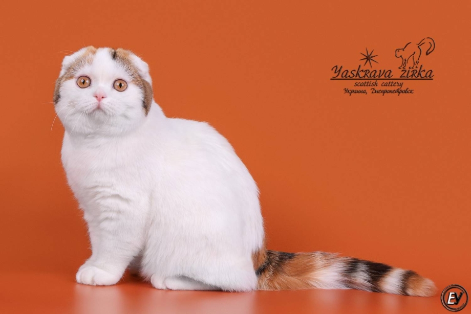 Скоттиш фолд эбони