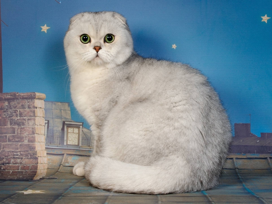Скоттиш фолд