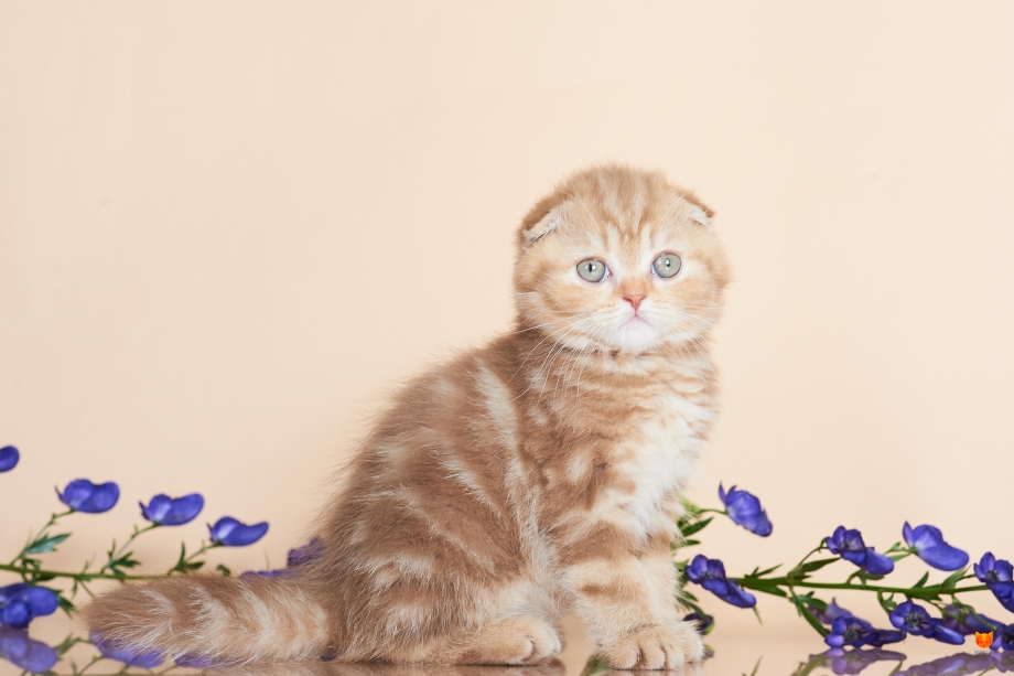 Скоттиш страйт купить