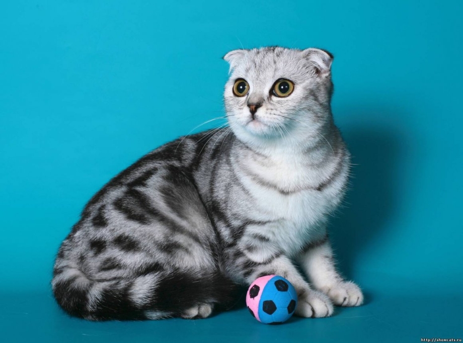 Шотландский скоттиш фолд мраморный