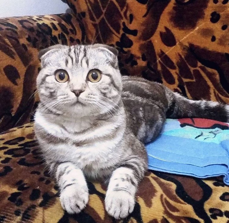 Шотландская вислоухая кошка табби