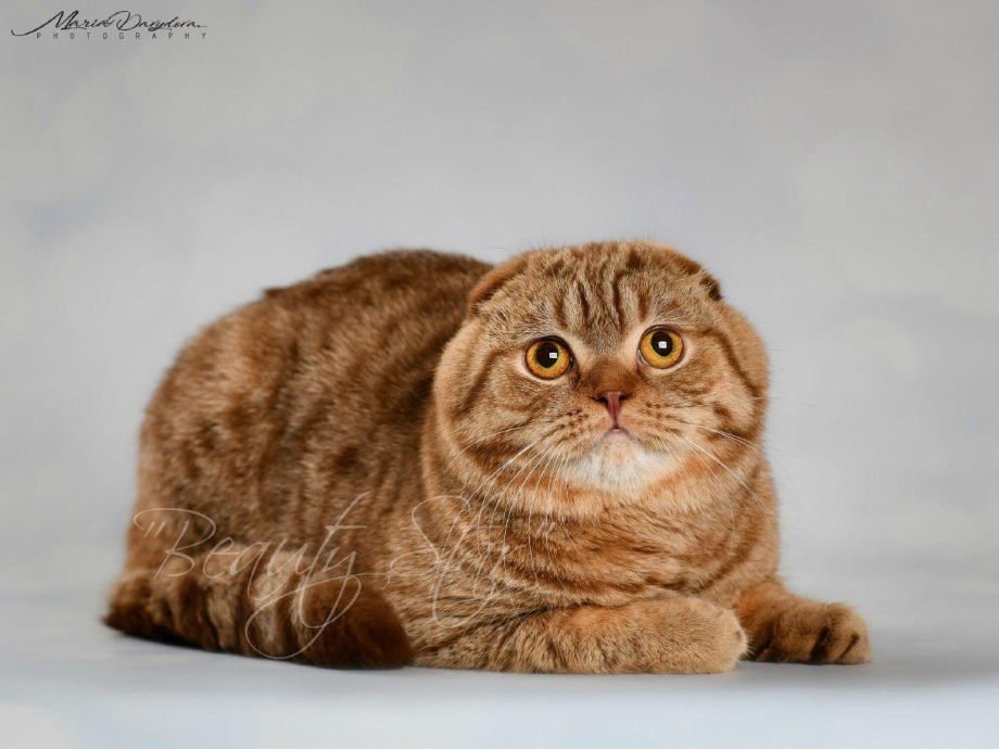 Скоттиш фолд Манчкин