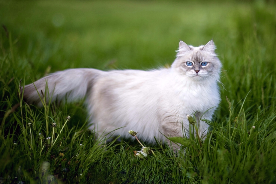 Коты породы Невская маскарадная