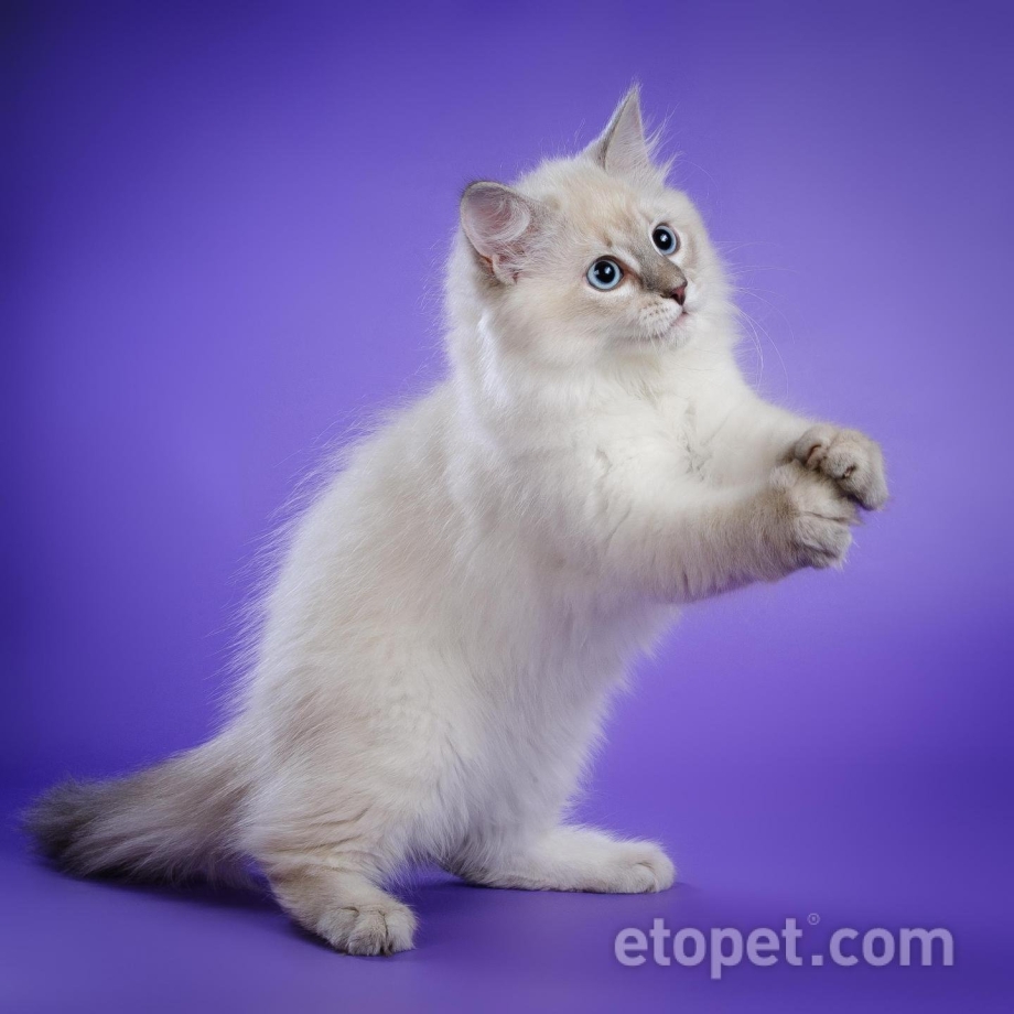 Сибирская маскарадная кошка короткошерстная