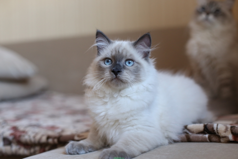Невская кошка Невская маскарадная