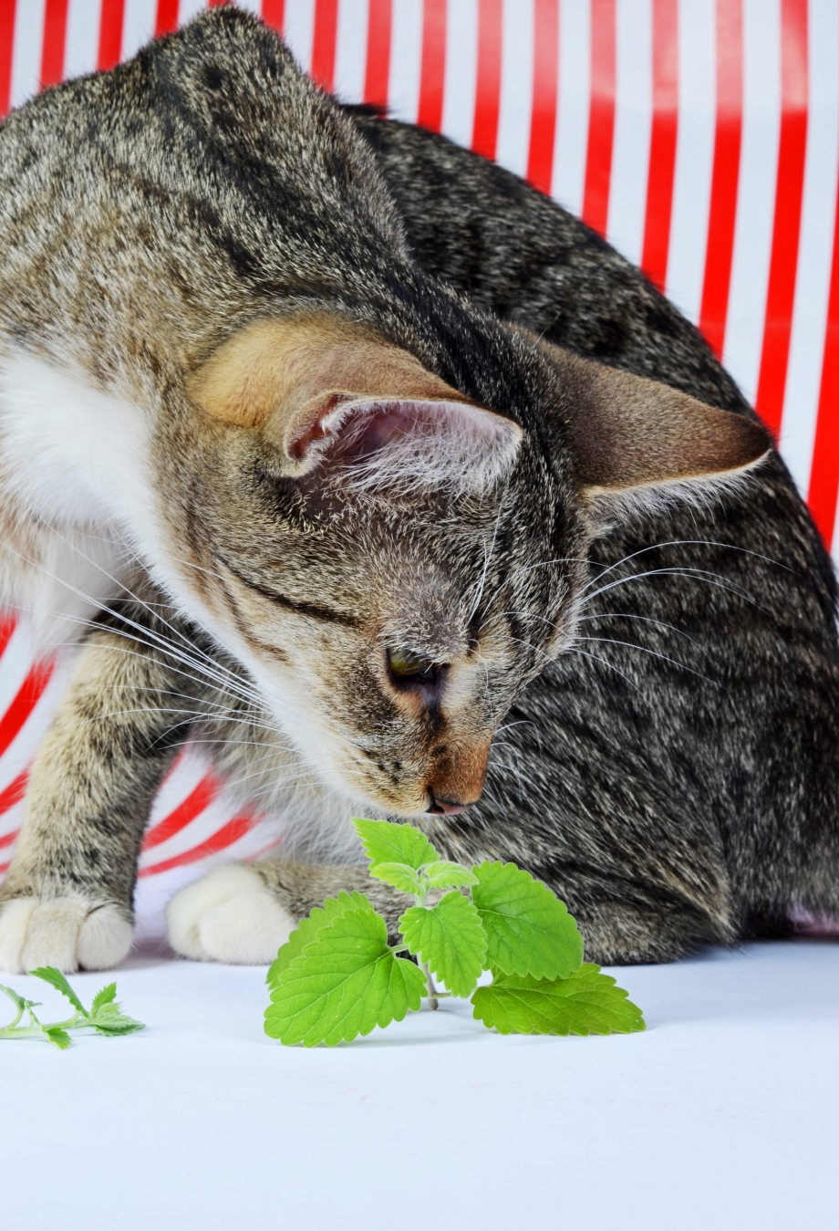 Мята для котят