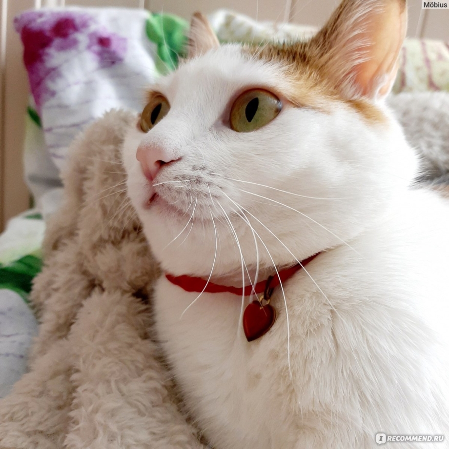 Кошачья мята спрей