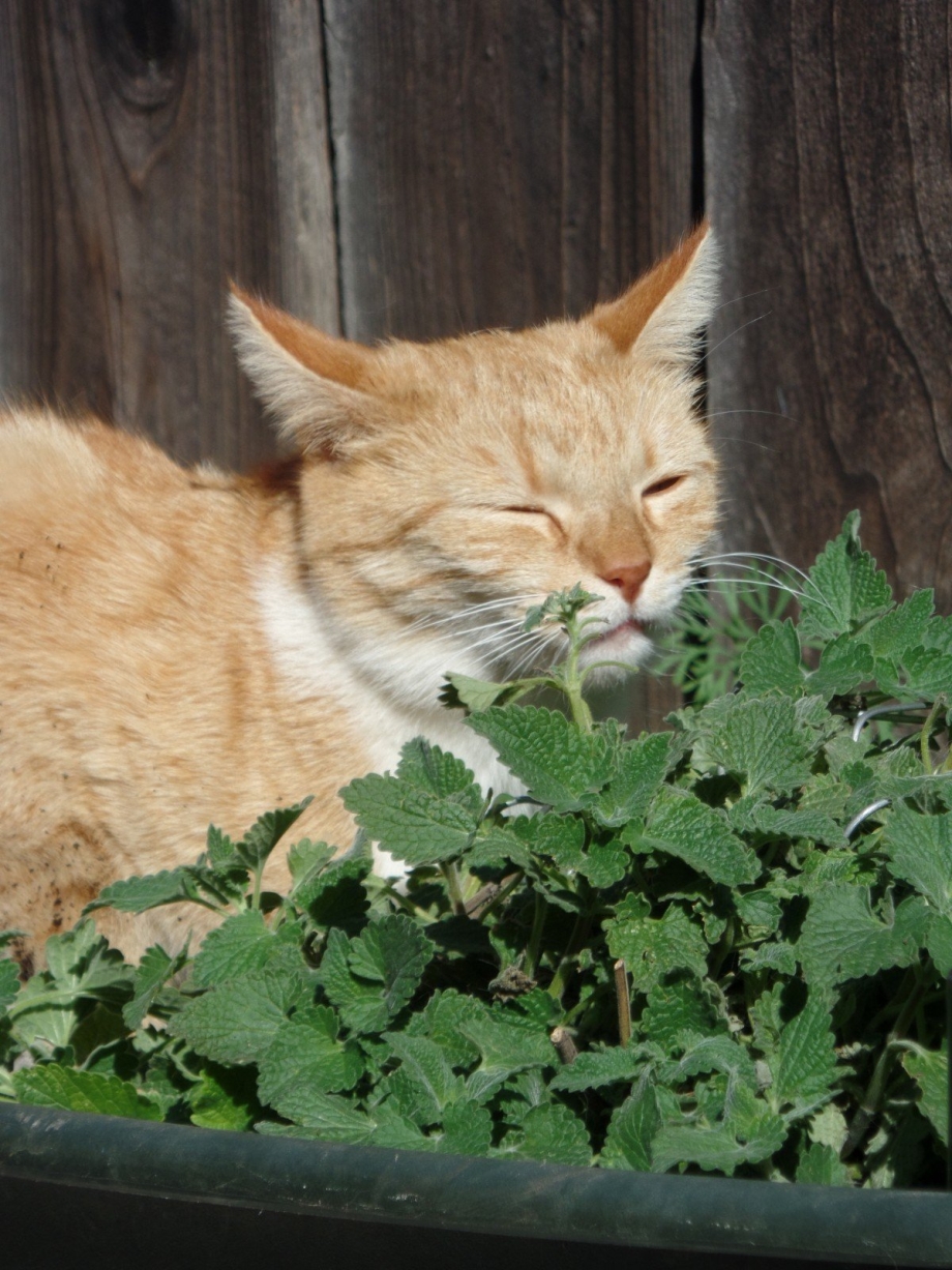 Котовник Кошачья мята