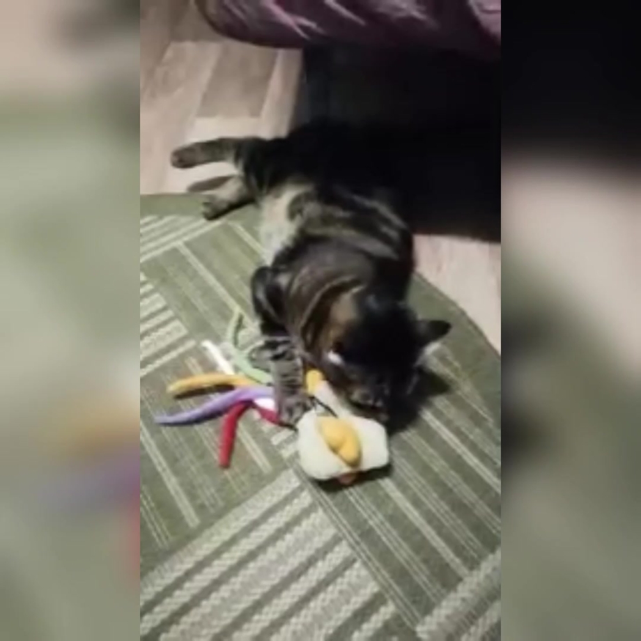Натуралка для кошек