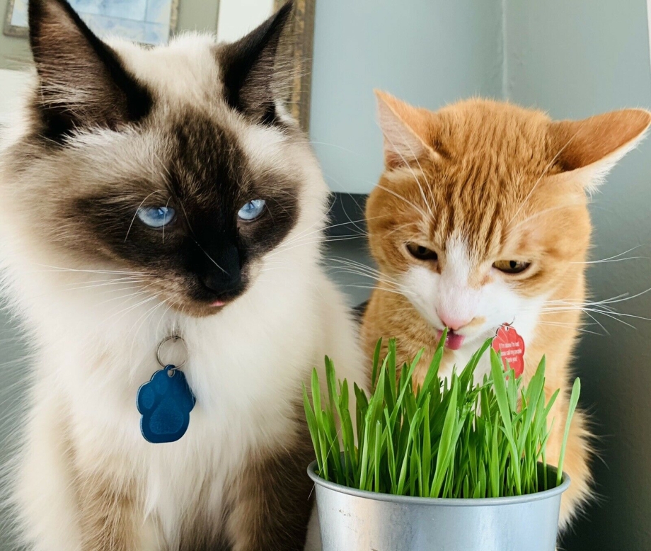Коты Воители мята