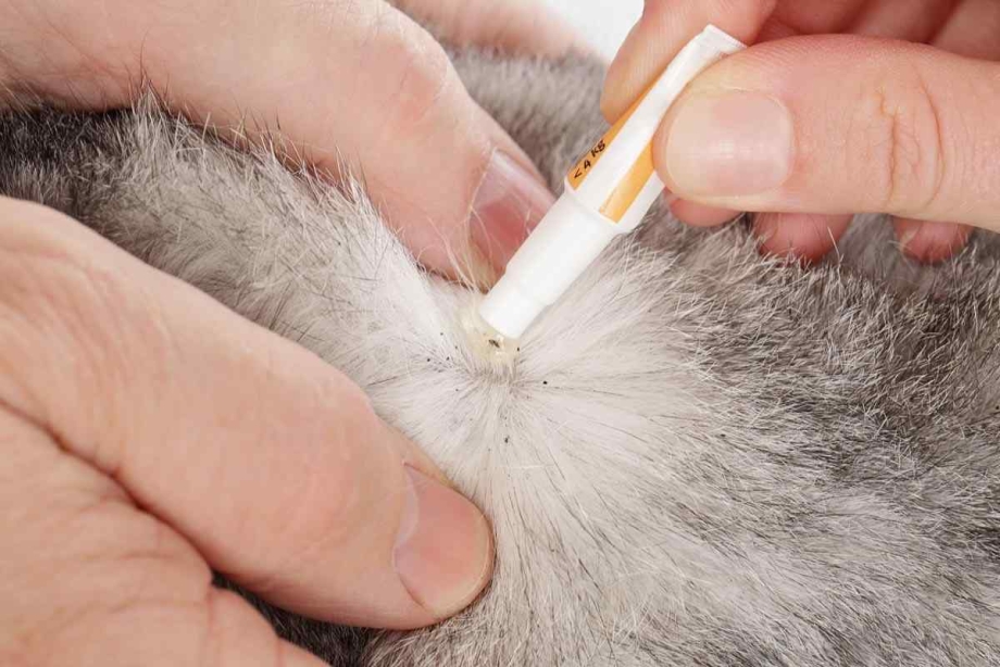 Вычесывание блох у котят