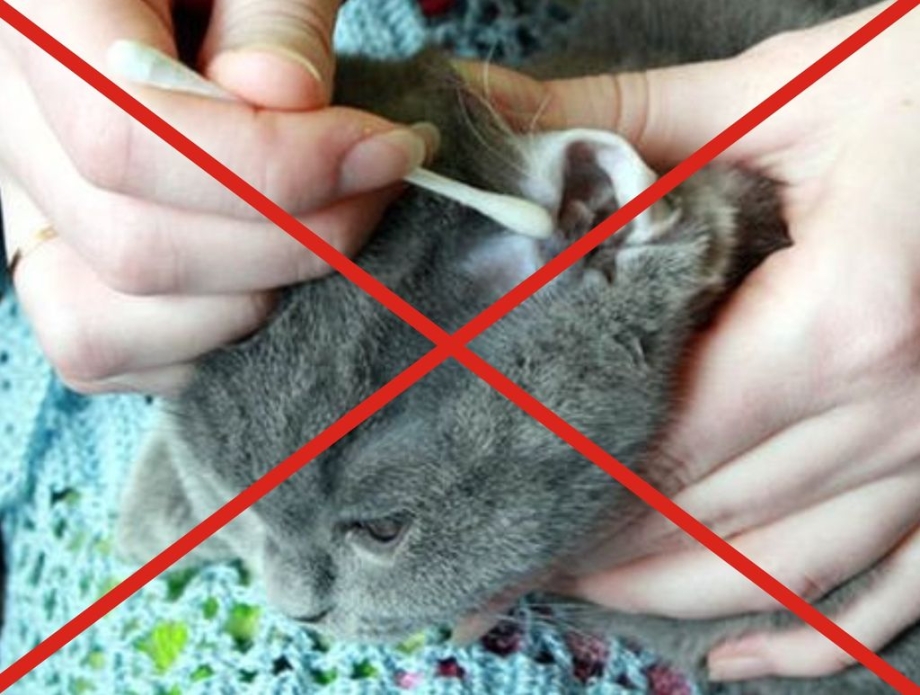 Ослабнет ли котенок полтора