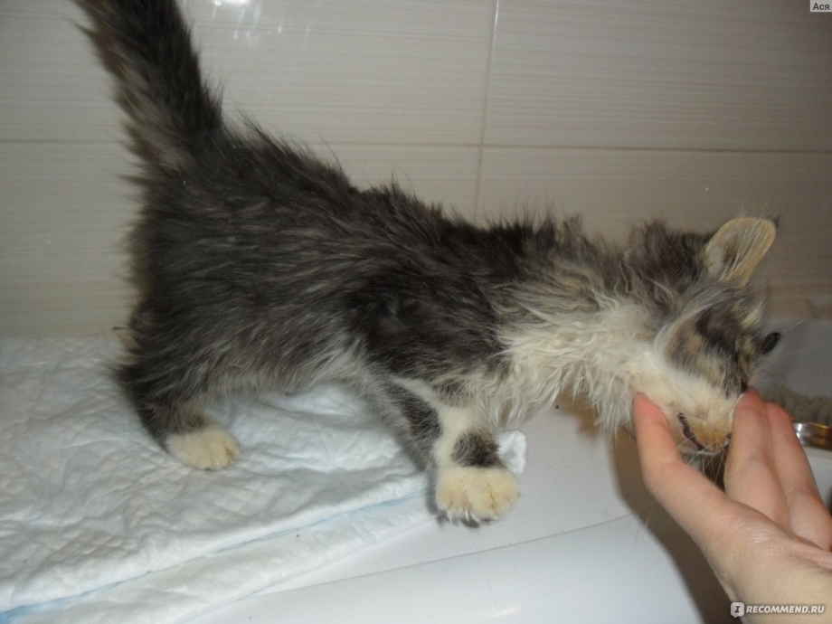 Котенок глаза ветеринар