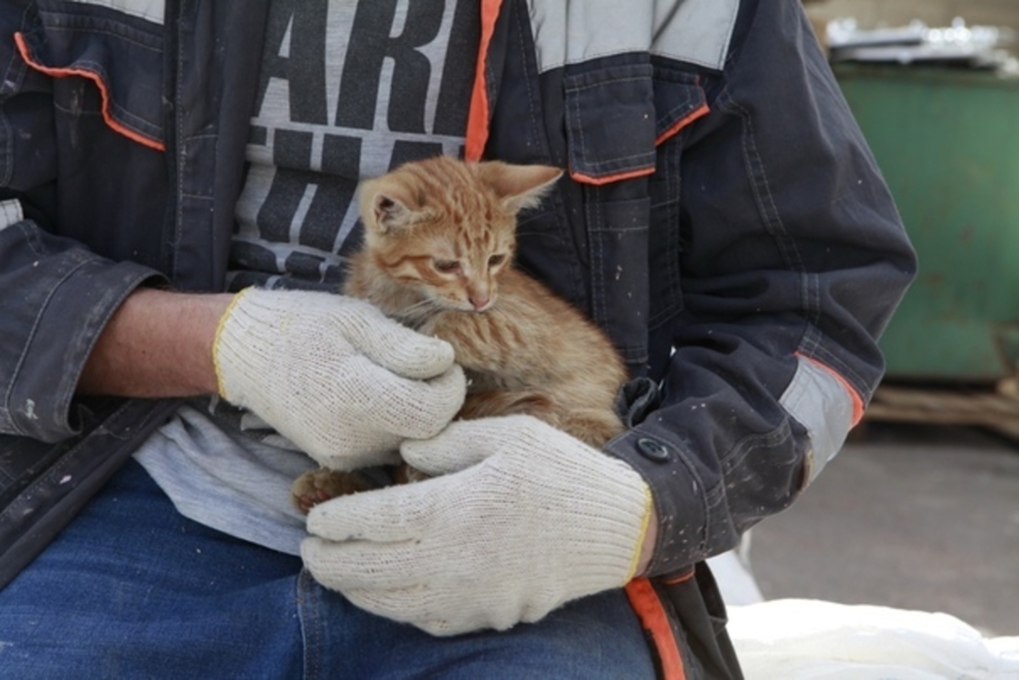 Котенок на улице