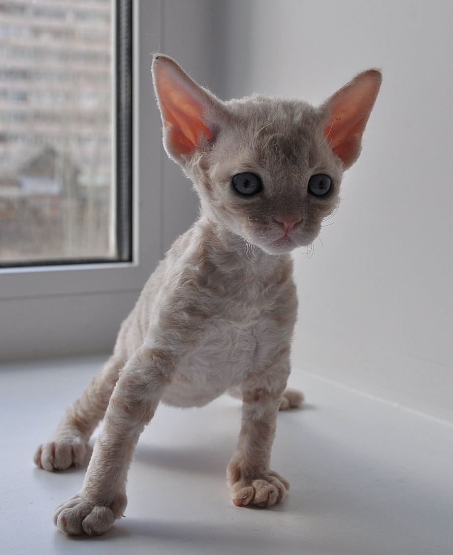 Донской сфинкс кошка