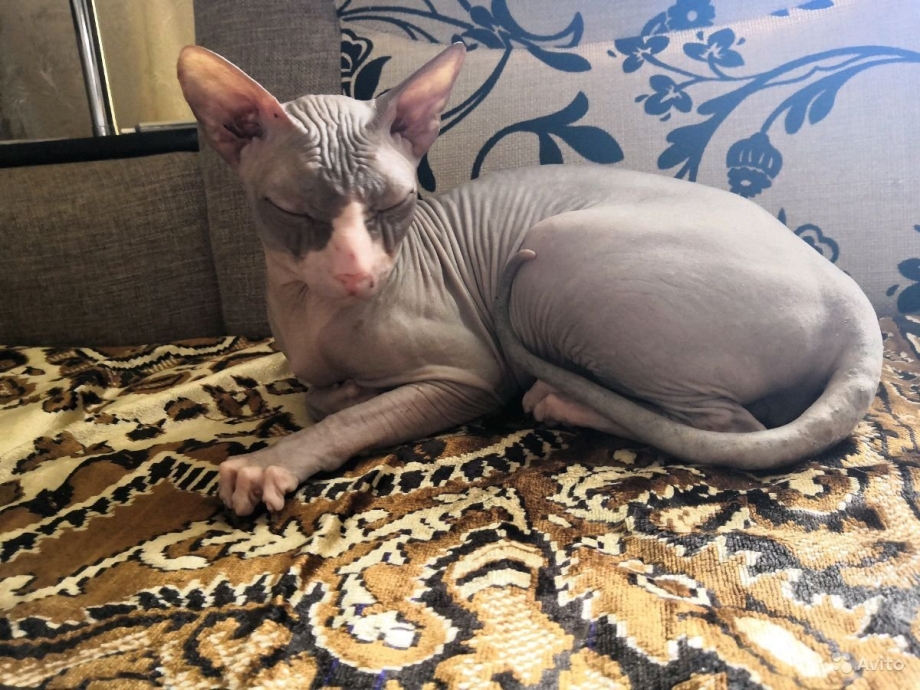 Донской сфинкс кошка