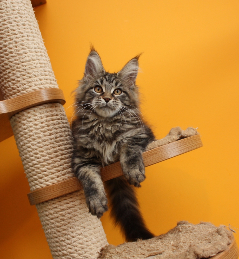 Котики породистые Мейн куны