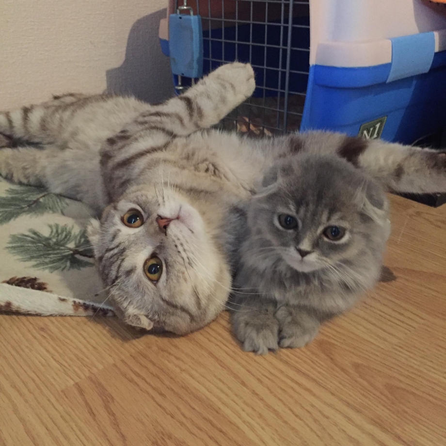Мейкунскотишь фолд котята