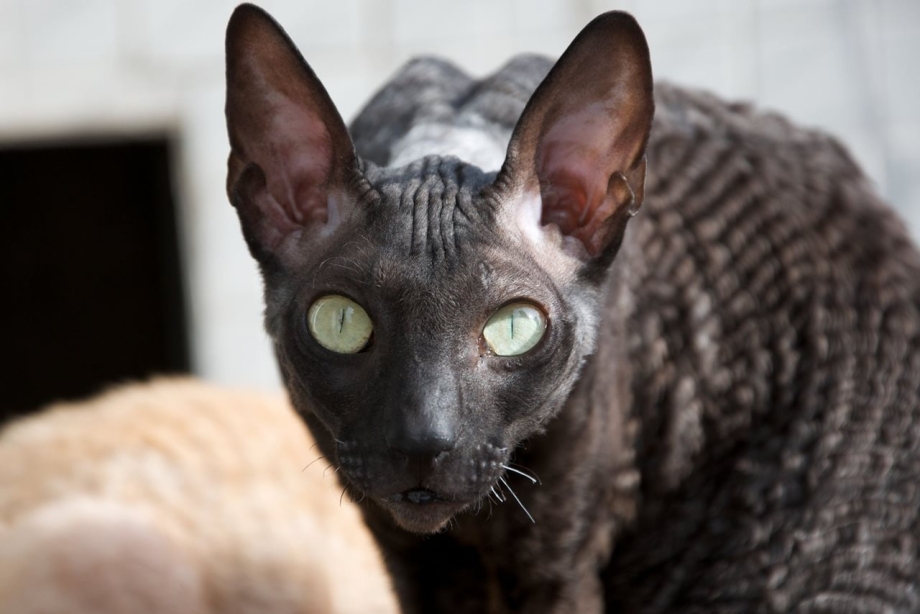 Корниш рекс кошка