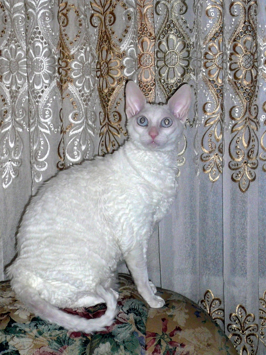 Корниш рекс белый