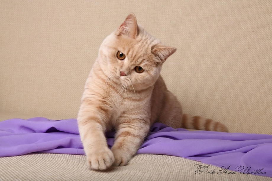 Скоттиш фолд кремовый табби