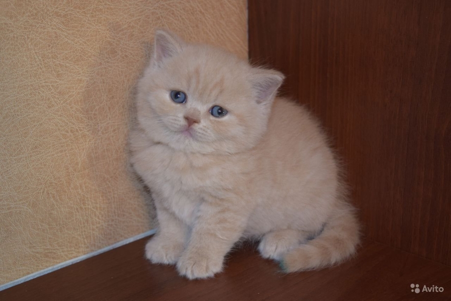 Скоттиш-фолд Шотландская кремовый