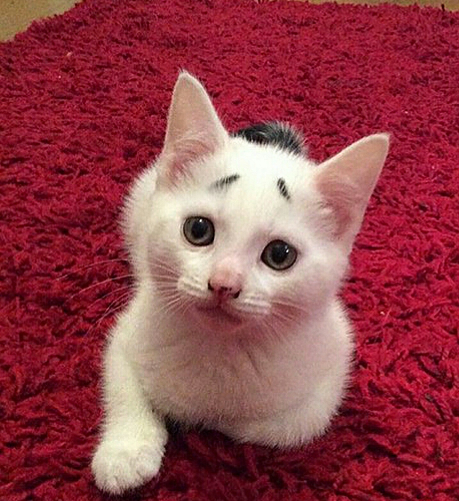 Необычные расцветки котов