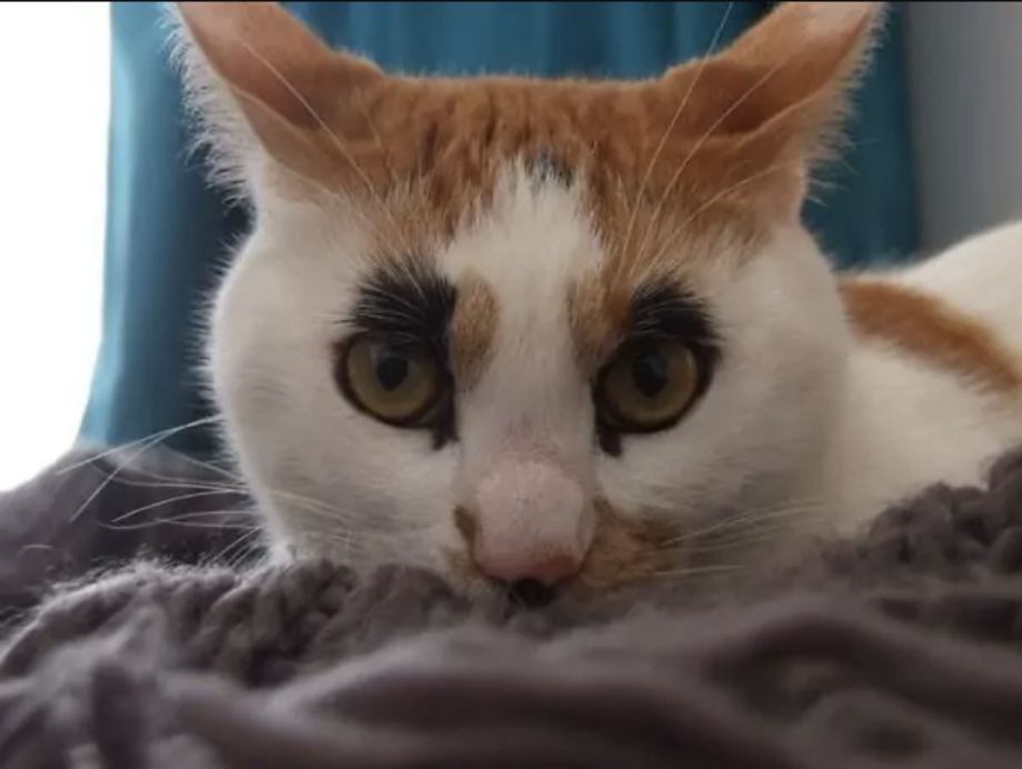 Смешные расцветки кошек