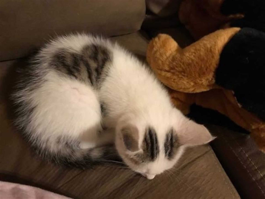 Коты с сердечками на шерсти