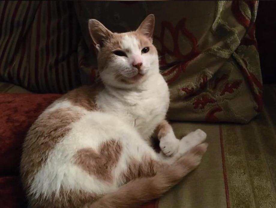 Котики с необычным окрасом