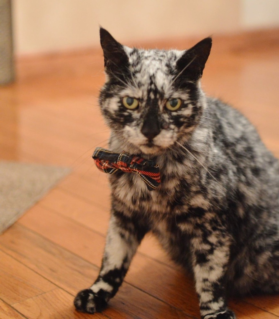 Кот Скрэппи мраморный