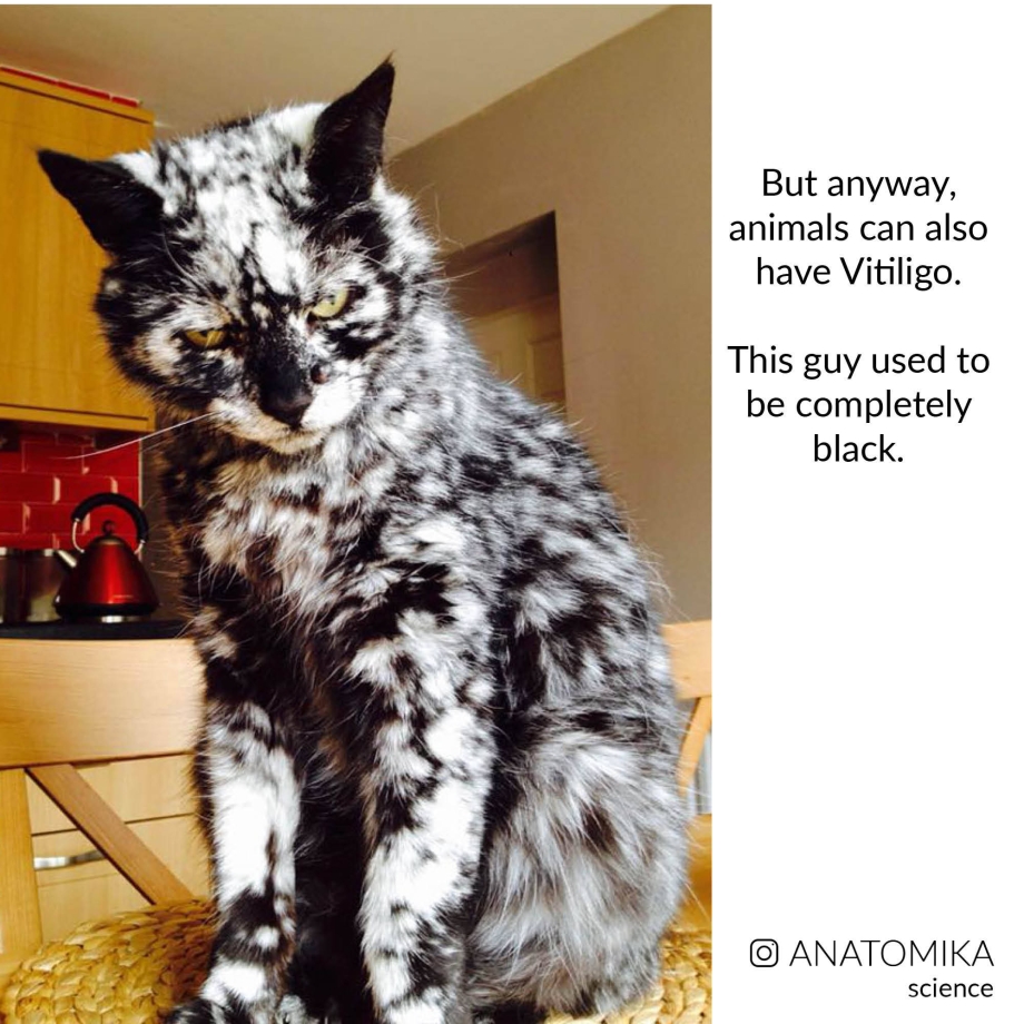 Коты с витилиго