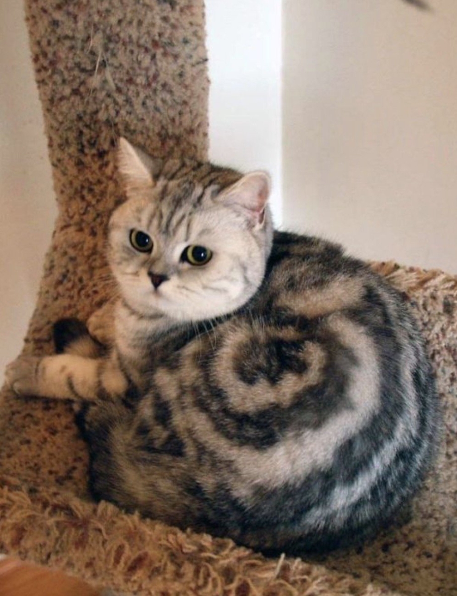 Котята с необычной окраской