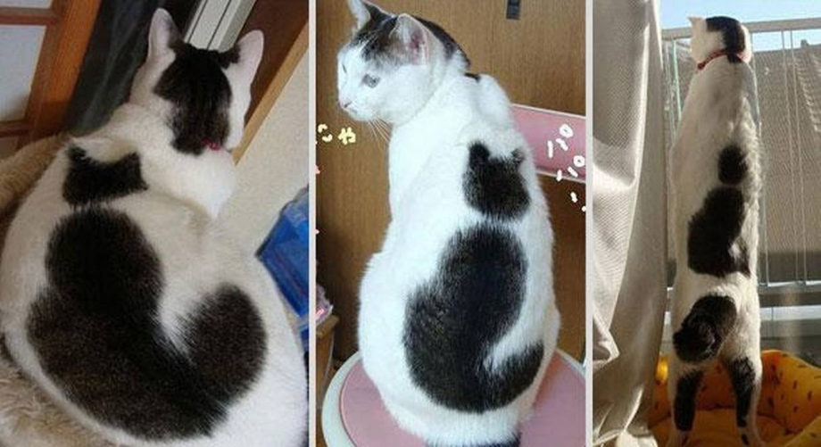 Кот необычной окраски шерсти