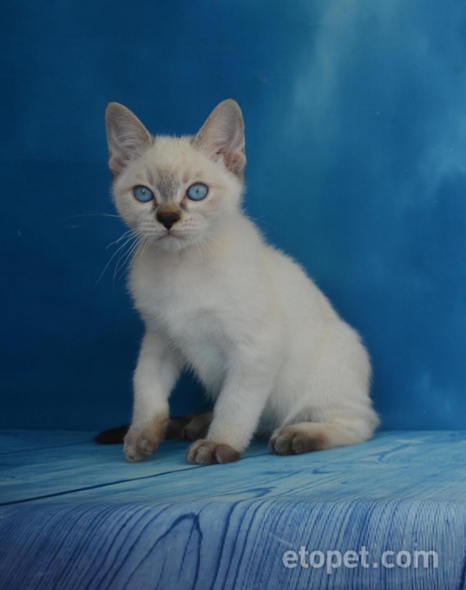 Тайская кошка табби Пойнт