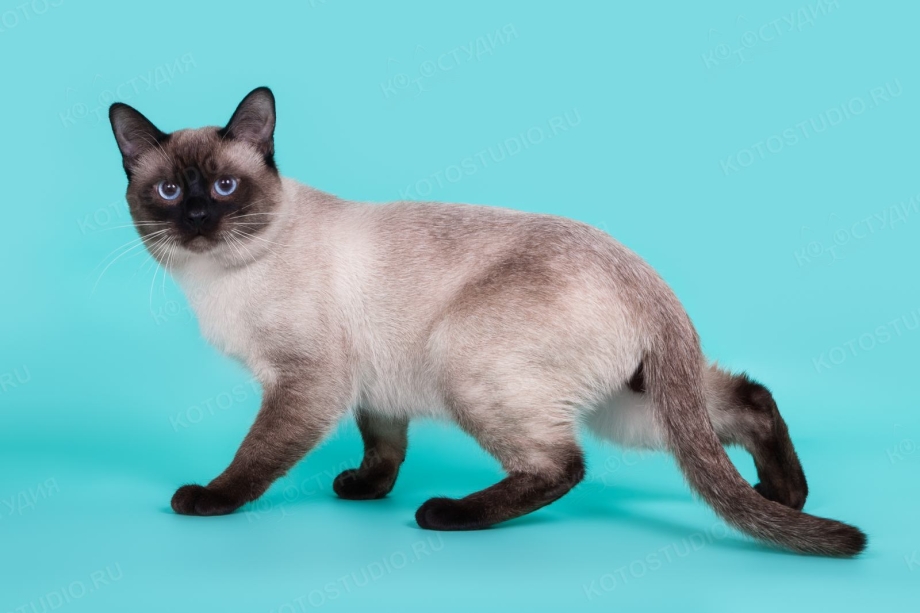 Тайская кошка колор Пойнт
