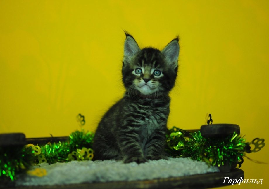 Fridmancats питомник
