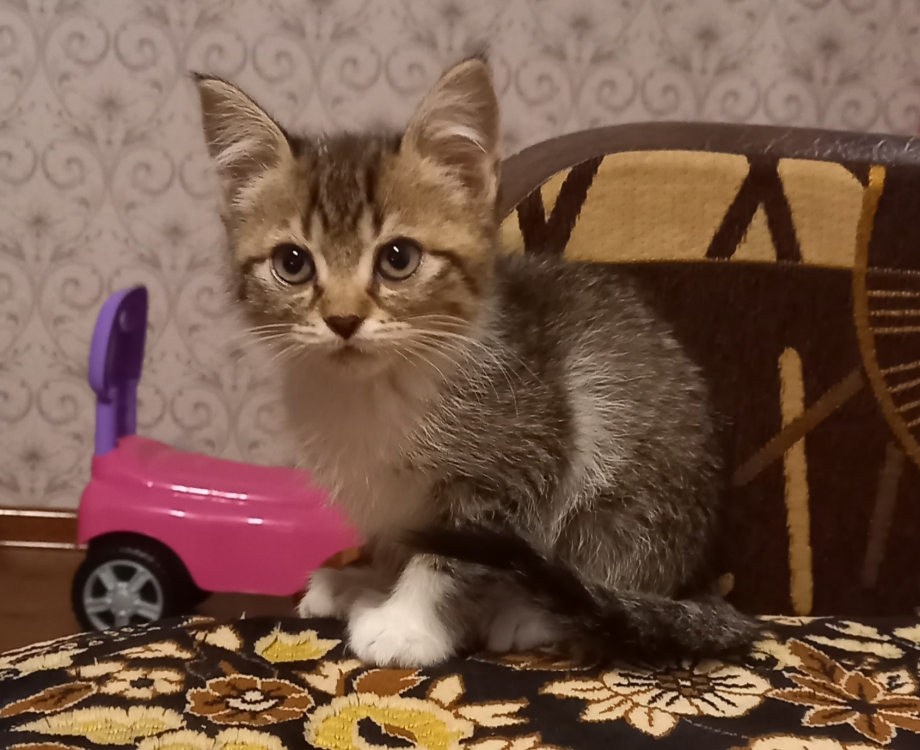 Флемен у кошки