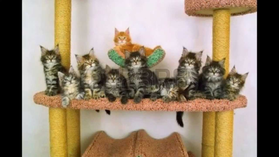 Питание котят Мейн кунов