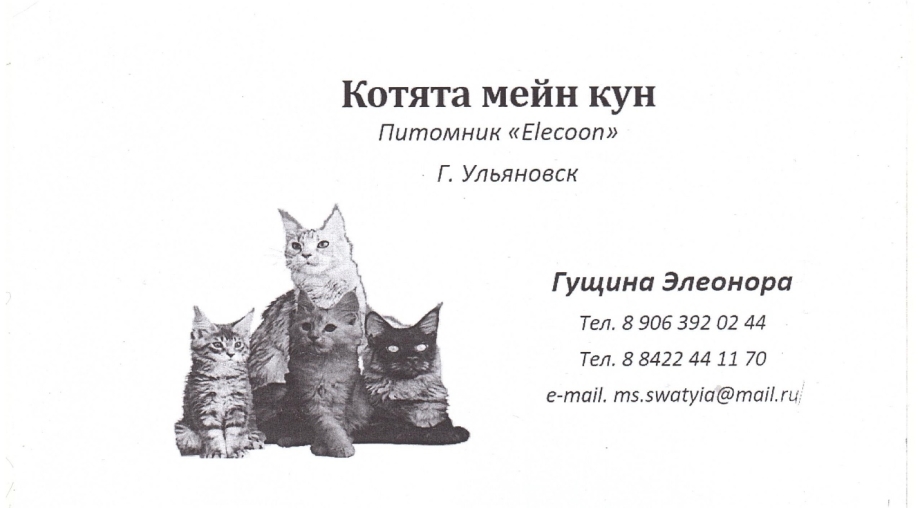 Таблица кормления котят Мейн-кунов