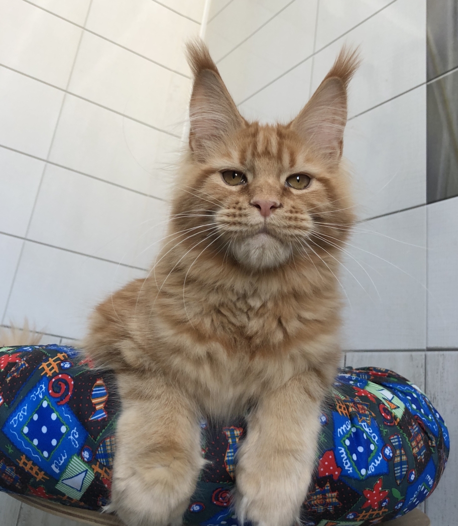Котенок ест