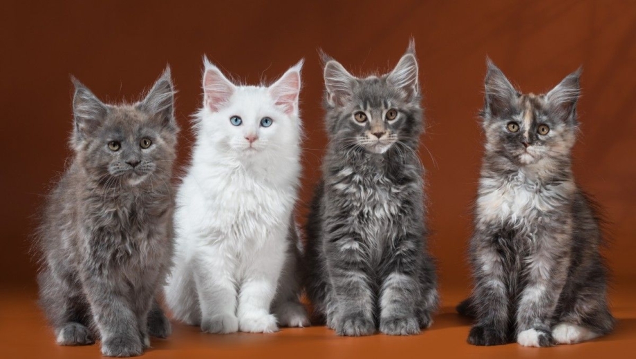 Кошка Мейн кун с котятами