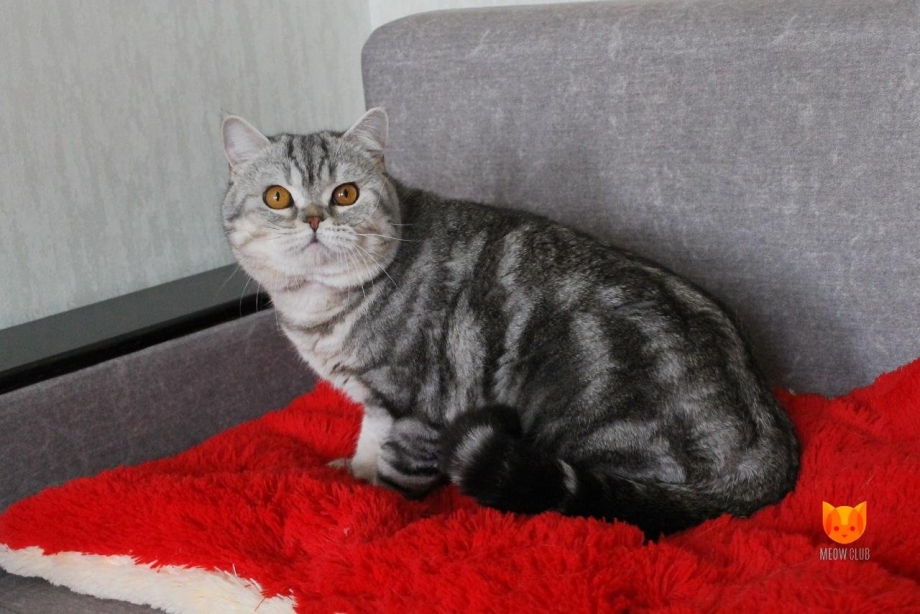 Черный серебристый мраморный скоттиш страйт